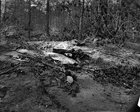 New 8x10 Civil War Photo: Unburied Dead at Gaines Mill - Cold Harbor