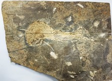 Extremely rare Acanthodes Sp. spiny shark fossil from the Permian of Germany