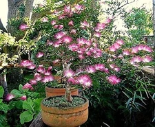 Pink Fairy Dust Tree Seeds - 10 Seeds - Calliandra eriophylla -Prized for Bonsai