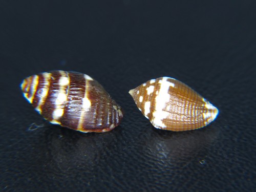 MITRA "MITROMORPHA" ATTRAMENTOSA: ONLY ONE ON EBAY @ 12.14MM W/1-FREE SPECIMEN!