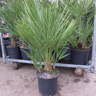 Sonderposten Winterharte Zwergpalme 140-170 Cm - Chamaerops