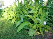 1000 Ohio Dutch Tobacco Seeds - Nicotiana tabacum - Cigar or Pipe Tobacco  