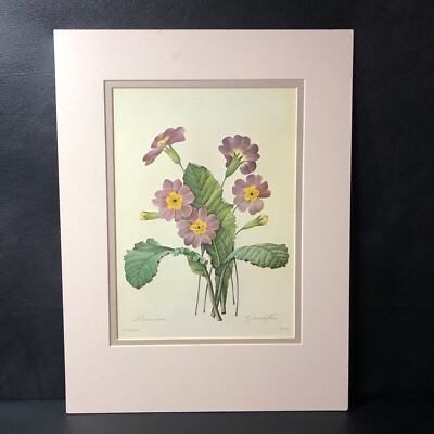 Vintage Kunstdruck: Primel, Pierre Joseph Redoute, ungerahmt, 1979 
