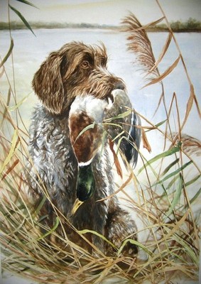 GERMAN WIREHAIRED POINTER HEAD STUDY DOG & DUCK GREETINGS NOTE CARD