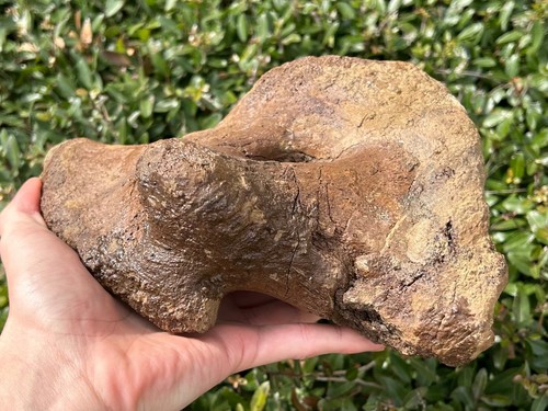 HUGE Triceratops Coracoid Shoulder Hell Creek Fossil Cretaceous Dinosaur Bones - Picture 7 of 14