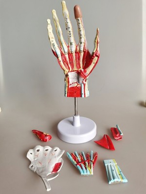 1:1 Muscles of HAND with Main Vessels and Nerves Human Anatomical Model 7 parts