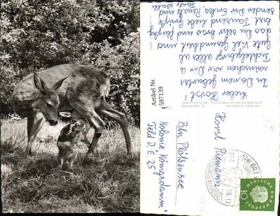 597139,Foto Ak Reh Kitz trinkt Tiere