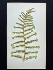 Lastrea Filix-Mas Abbreviatum-Cristatum Antique Fern Print Engraving 1857