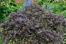 Photo 12x8 Helmingham Hall, Shrub Border; Pittosporum tenuifolium "Tom Th c2017