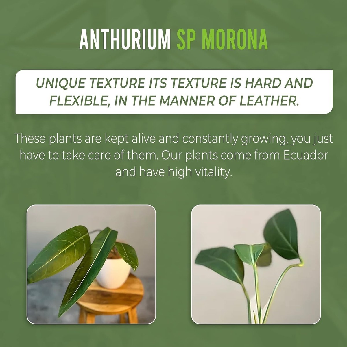 Anthurium SP Morona by LEAL PLANTS ECUADOR Green Live indoor Plants|House  Plants | eBay