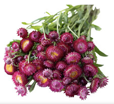 Strawflower seeds