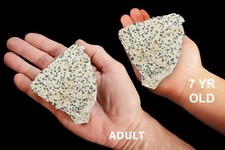 DALMATIAN JASPER 4" 13-20 Oz Raw Lapidary Rock Mineral Specimen Healing Crystal