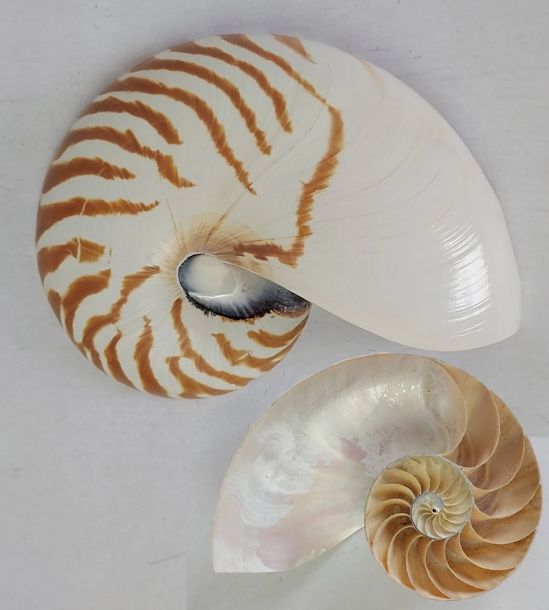 Nautilus products for sale | eBay