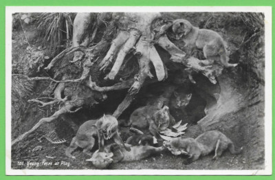 Junge Füchse im Spiel und fünf Karten von Kätzchen. Drei werden 1918 verschickt. 1941.1955.