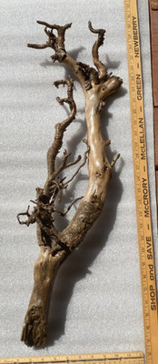 Taxidermy Root Ball Driftwood Wood Log Decor - Wild, Natural, Nature, Gift, Cool