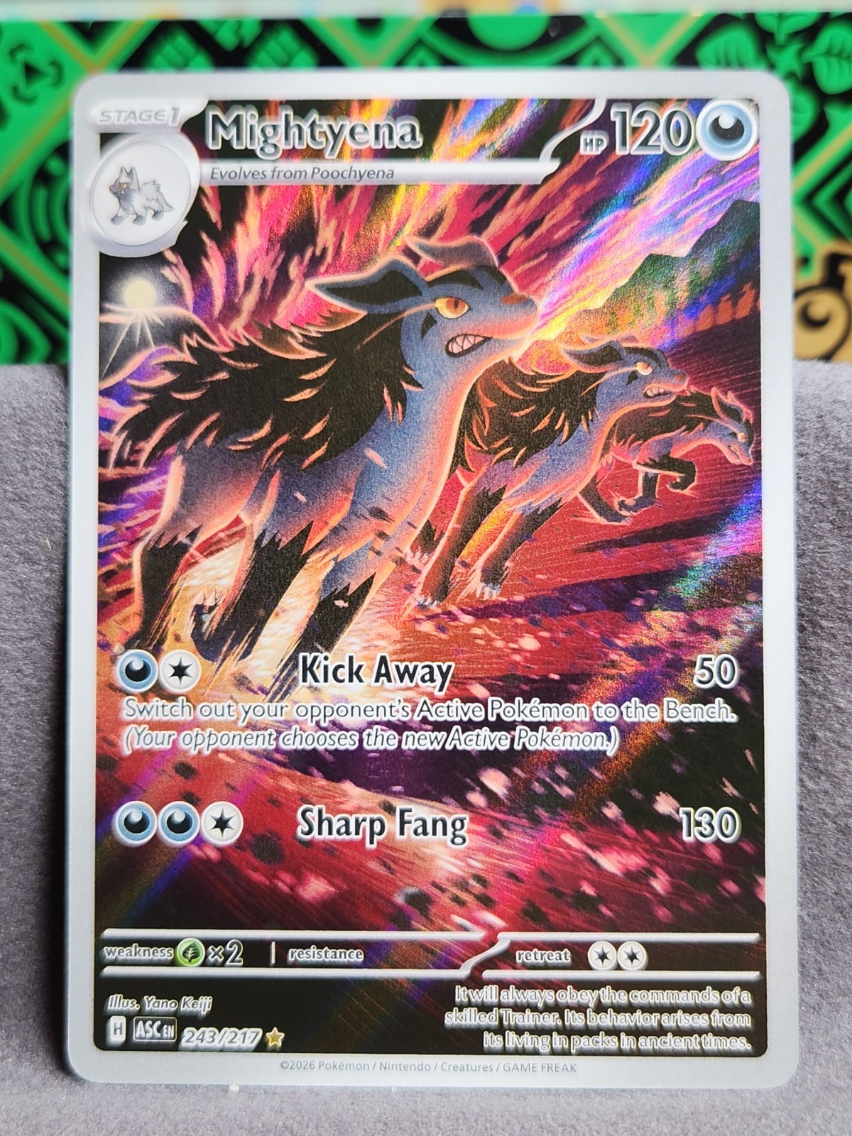 Pokémon Mightyena 243/217 ASC 2026 Stage 1 Regular 120 HP Card