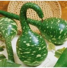 10 Gourd Seeds Speckled Swan, Heirloom, Non-GMO, Vegetables seeds USA Seller