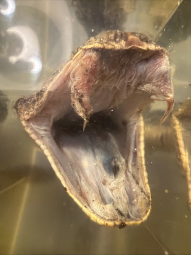 South African Puff Vadder In Resin