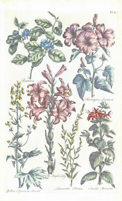 1757 Botanischer BEURERIA LAVATERA ACONIT BESEN John Hill Pl 51 (EG44)
