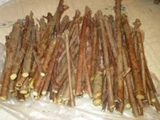 10 American Elderberry Cuttings Sambucus Nigra Unrooted