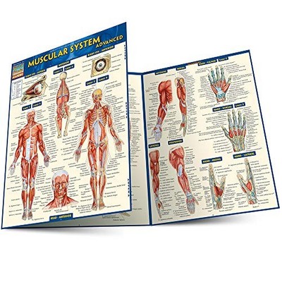 Muscular System Advanced (Quick Stud..., Perez, Vincent