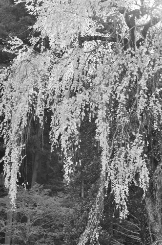 Nikon Nikkor Ai-S Objektiv 50 mm f/1,2 MF SIC SN:404xxx [CLA'd Serviced by Nikon] - Bild 22 von 24