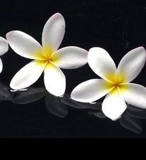 Plumeria (Frangipani) Pure Absolute Essential Oil- 30 ML+ Free Carrier oil 10 ml