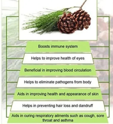 PINE NEEDLE LIQUID TINCTURE Dual Extract Suramin Shikimic Acid