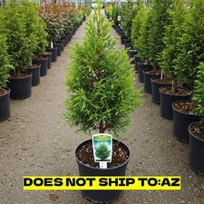 Murray Leyland Cypress Tree Live Plant Evergreen 1 Gal Pot