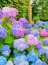 ✅Hydrangea  Arriba Reblooming Hydrangea (Macrophylla) fresh harvested seeds HS05