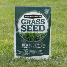 31 Tall Fescue Grass Seed for Sun to Partial Shade 20 lb Covers 4,000 sq.  ft. 2.54 per gallon