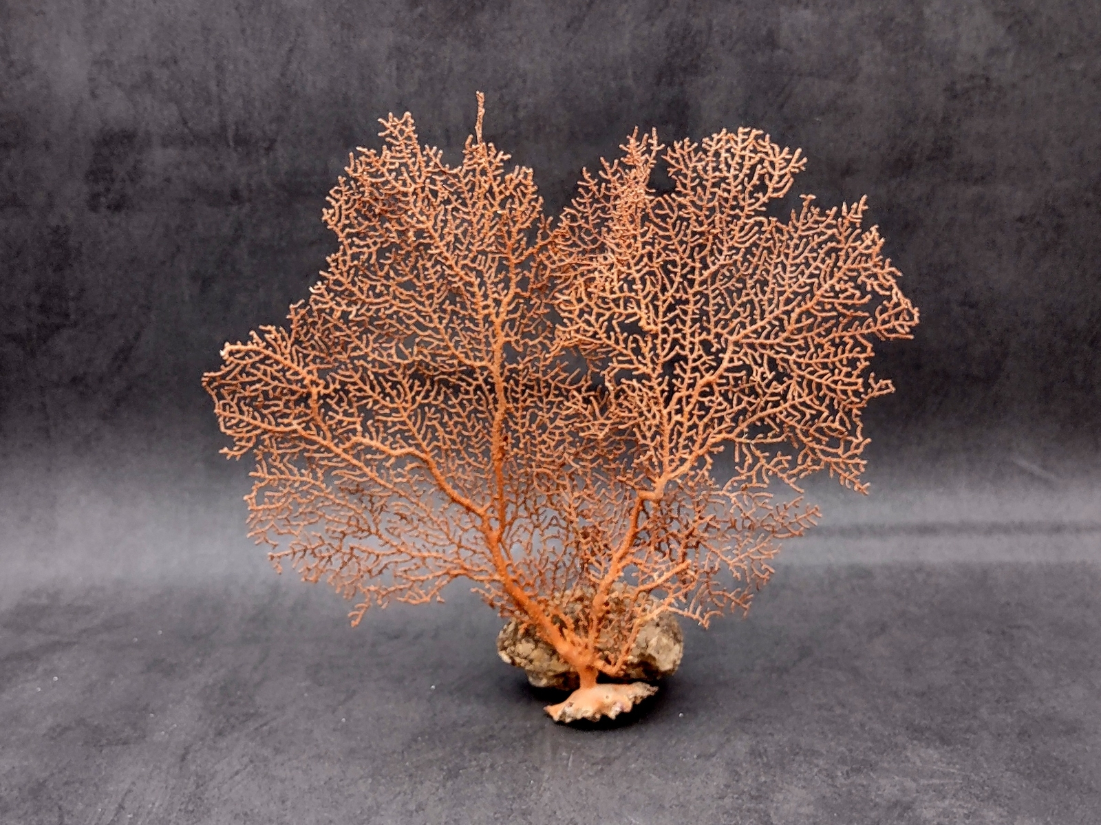 Red Orange Sea Fan Coral Echinogorgia SP (1 fan approx. 7-9+ inches)