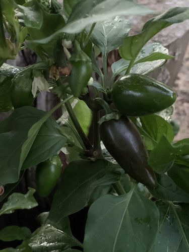 25 Texas Jalapeno Pepper 🌶 Seeds Homegrown Vegetable Garden Fruit USA Organic - Picture 5 of 6