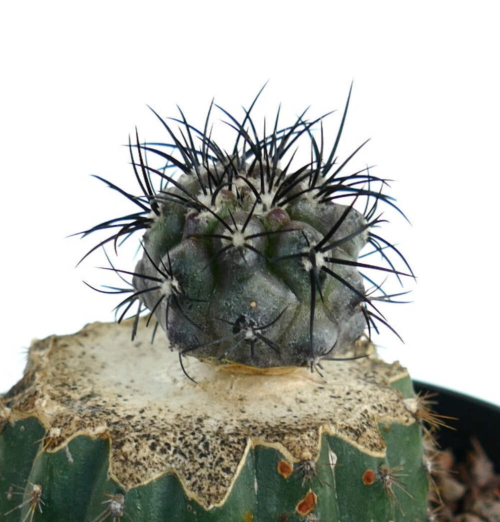 Copiapoa griseoviolacea - NO CRESTED CINEREA | eBay