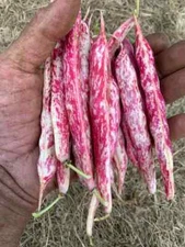 35 Lina Sisco's Bird Egg Tan/Maroon Bush Bean Seeds