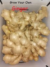  All Year Organic Ginger A Very Popular Spice/Sprouted Ginger