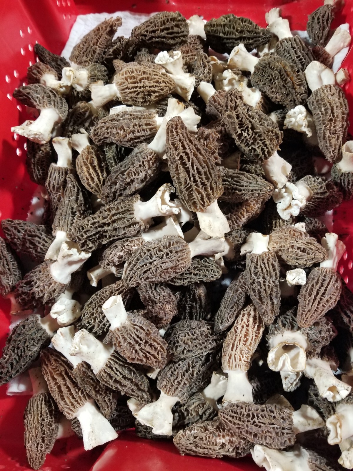 Fresh Cultivated Morel Mushrooms eBay