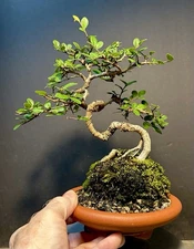Bonsai Tree Cork Bark Chinese Elm From Root Cutting 10” tall Quality Chinese Pot