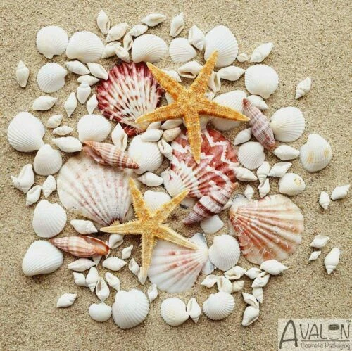 Unpolished Starfish Shells/Coral/Starfish Collectable Shells
