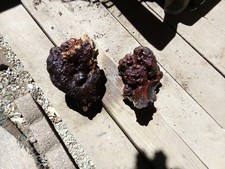 BOX 3 2 Manzanita Burls Root Wood Projects Cast Turn