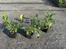 🌿 Pack of 3-Gardenia Veitchii 2" Pots – 2 Years Old Plant 🌸