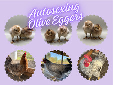 (12) Auto-Sexing F1 Olive Egger Hatching Eggs