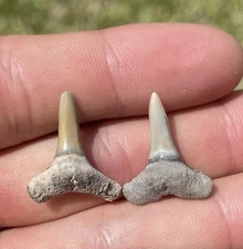 BONE VALLEY LEMON SHARK TEETH X2 .9”