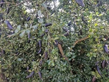 3 Freshly Cut to Order Australian Finger Limes aka Citrus Cavia Fingerlime