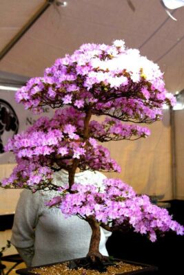 JAPANESE SAKURA CHERRY BLOSSOM TREE SEEDS (Prunus sargentii) Hardy