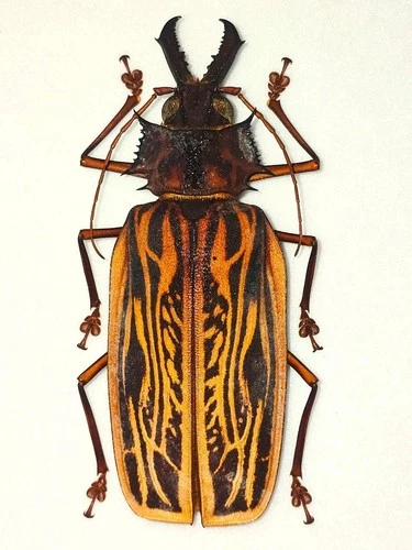 MACRODONTIA CERVICORNIS FEMALE BIG!! 105MM+ CERAMBYCIDAE PRIONINAE FRENCH GUIANA