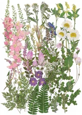 Large Dried Pressed Flowers for Art Crafts, Real Dry Natural Flower Leaf Fruit B