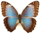 MORPHO HELENOR (IZALCOENSIS) OCTAVIA FEMALE FROM EL SALVADOR