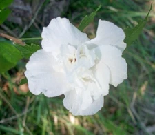 10 SEEDS WHITE ROSE OF SHARON