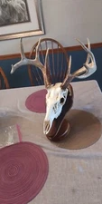 Solid Walnut European Deer Skull Mount Plaque. Wall/pedestal. Handcrafted.
